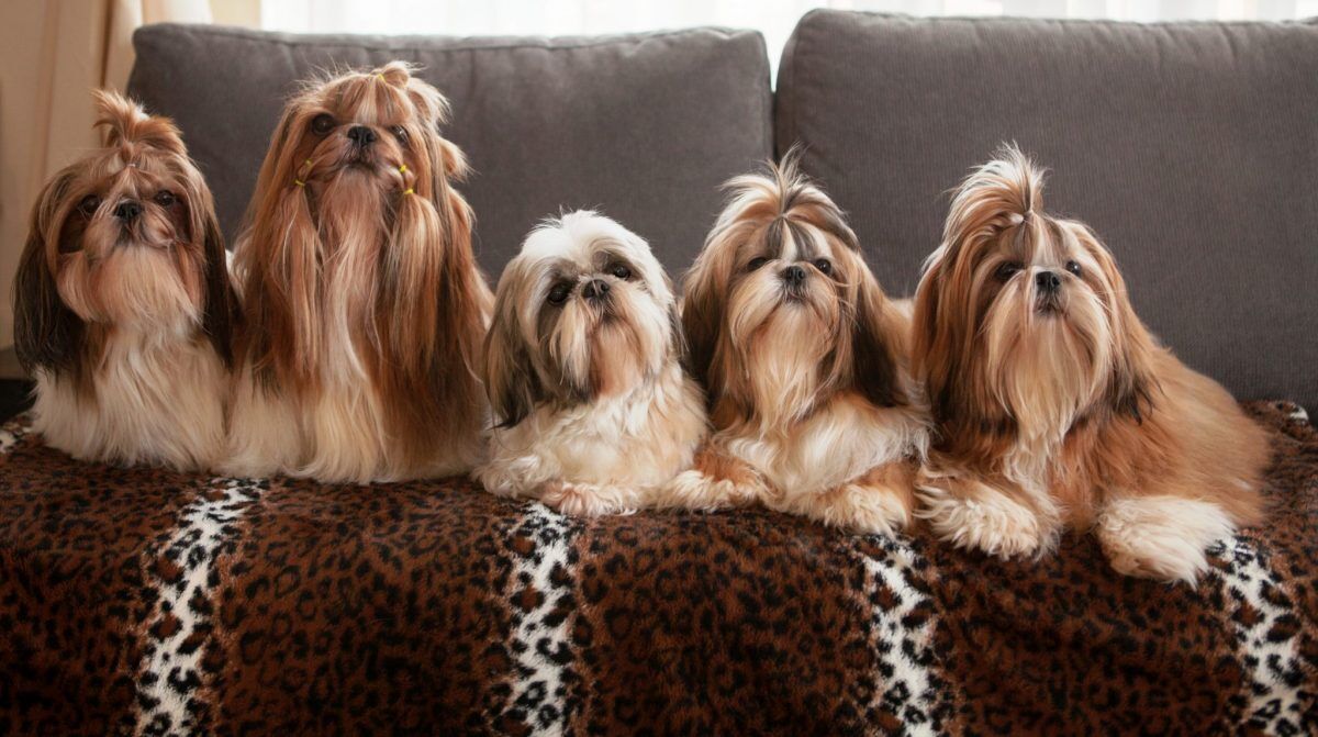 Vijf Shih Tzu’s van Big Treasure Heniwo’s naast elkaar op de bank