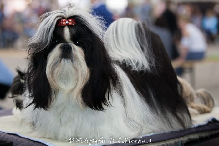 Een van onze Shih Tzu’s op de Meierijshow in 2016