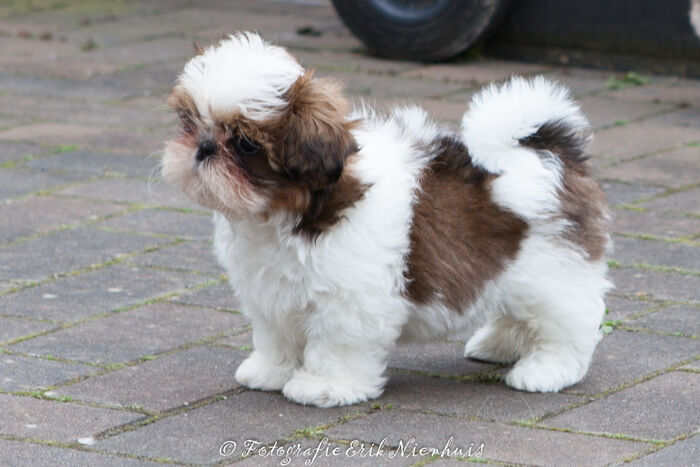 Puppy’s Jacki 02-03-2016, foto 7