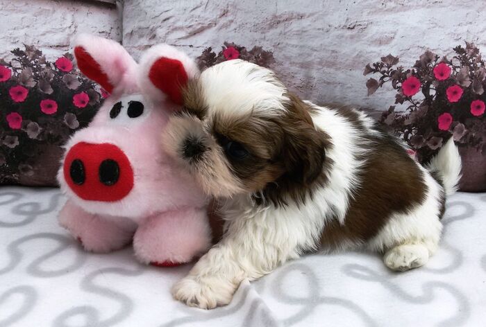 Puppy’s Jacki 02-03-2016, foto 9