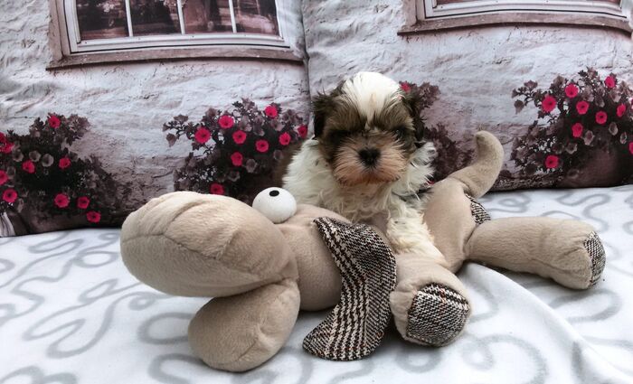 Puppy’s Jacki 02-03-2016, foto 10