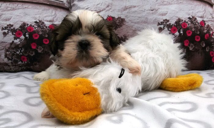 Puppy’s Jacki 02-03-2016, foto 3