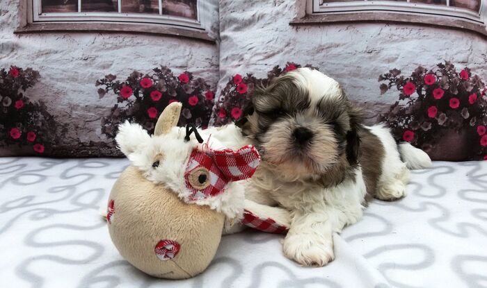 Puppy’s Jacki 02-03-2016, foto 4