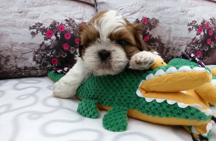 Puppy’s Jacki 02-03-2016, foto 12