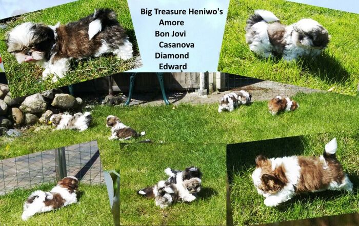 Puppy’s Jacki 02-03-2016, foto 13