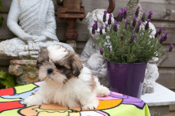 Puppy’s Jacki 02-03-2016, foto 6