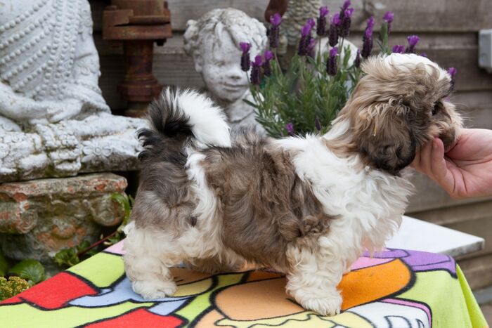 Puppy’s Jacki 02-03-2016, foto 8