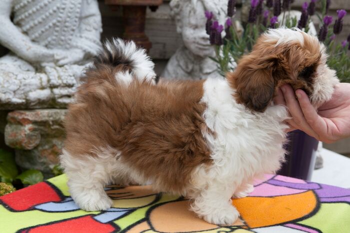 Puppy’s Jacki 02-03-2016, foto 5