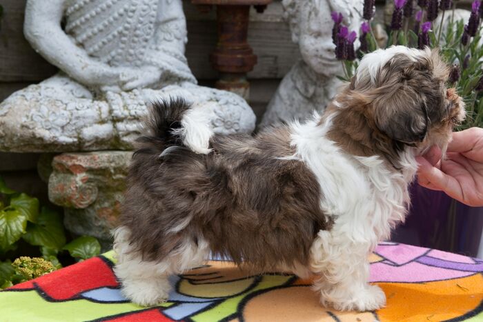 Puppy’s Jacki 02-03-2016, foto 11