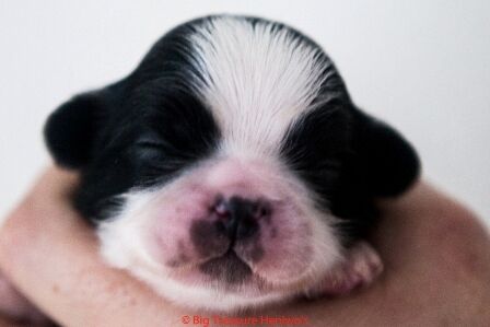 Floris, foto 1
