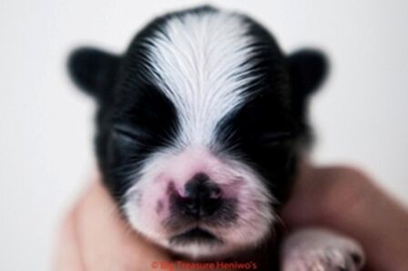 Zorro, foto 1