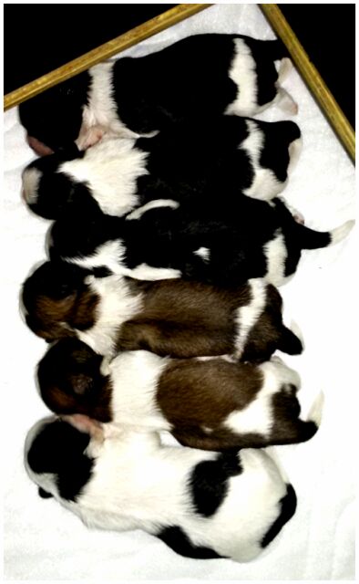 Floris, foto 2