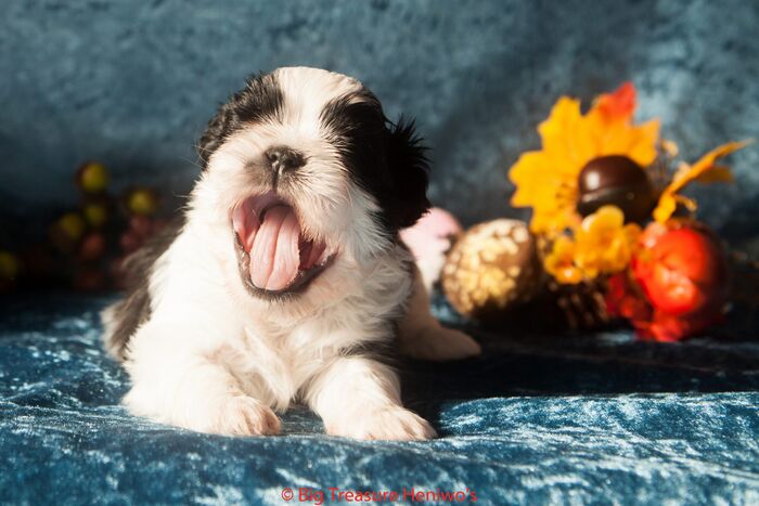 Floris, foto 6