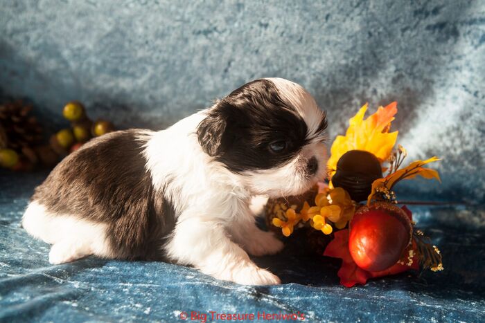 Floris, foto 5