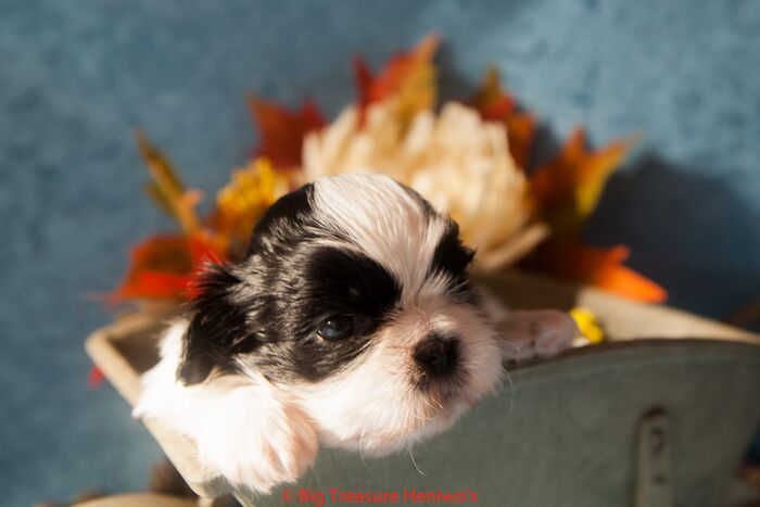 Floris, foto 7