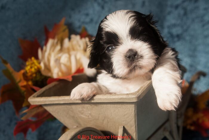 Zorro, foto 5
