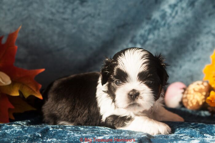 Zorro, foto 7