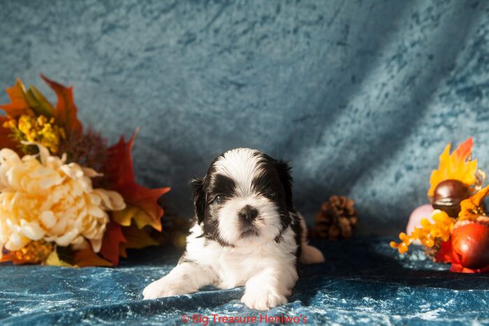 Zorro, foto 6
