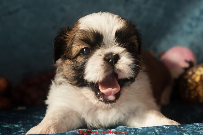 Ginger, foto 5