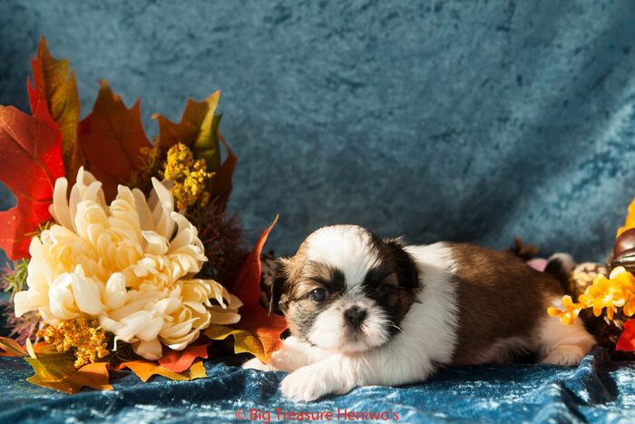 Ginger, foto 6