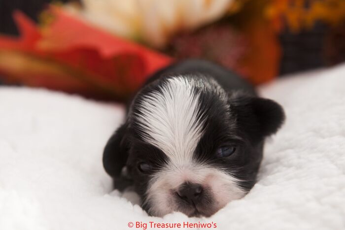 Zorro, foto 4