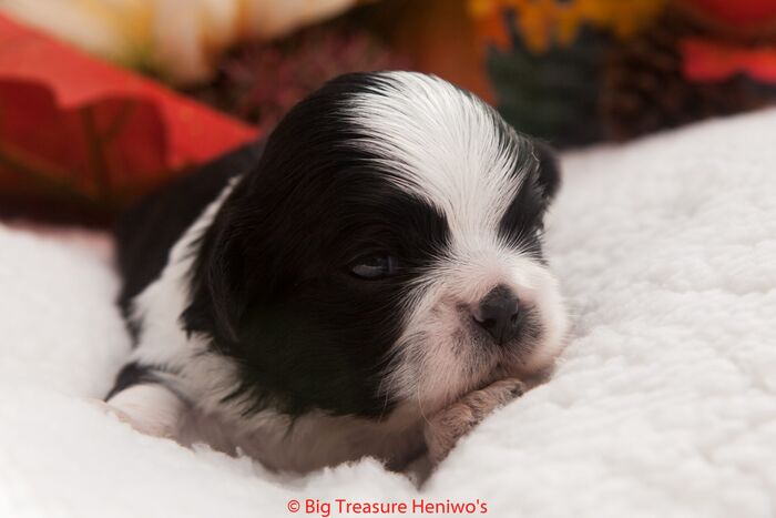 Zorro, foto 3