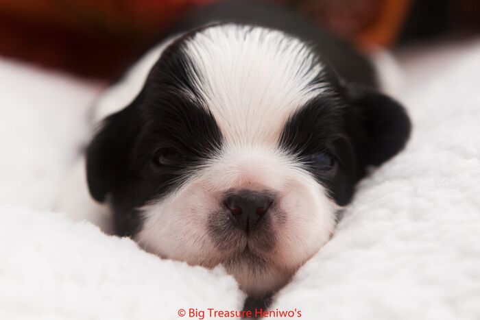 Floris, foto 4