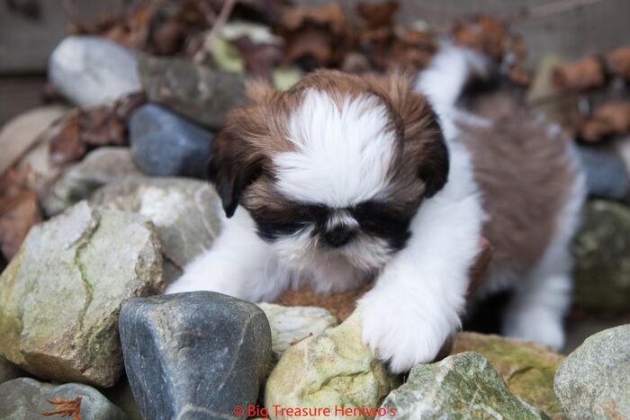 Ginger, foto 10