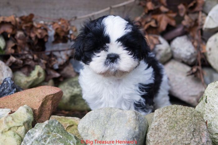Floris, foto 10