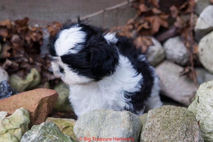 Floris, foto 9