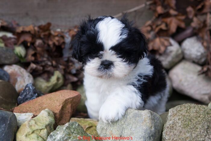 Floris, foto 8