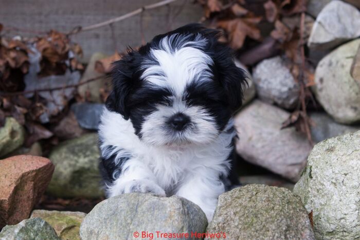 Zorro, foto 10