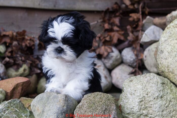 Zorro, foto 12