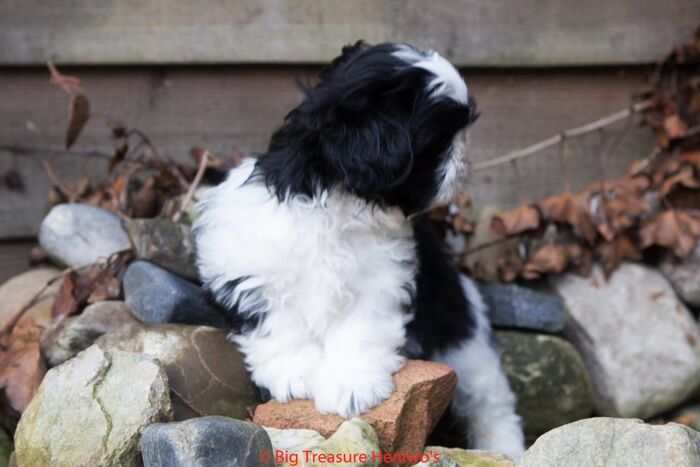 Zorro, foto 11