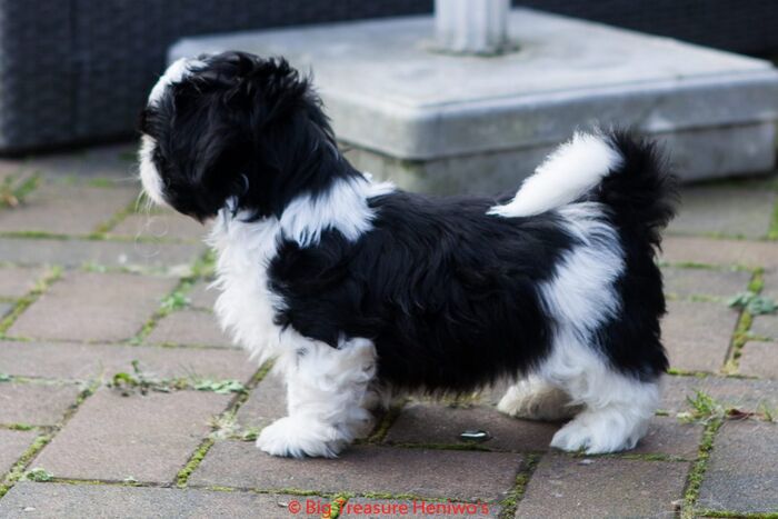 Zorro, foto 9
