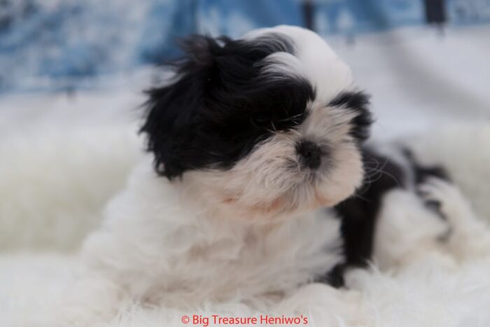 Floris, foto 11