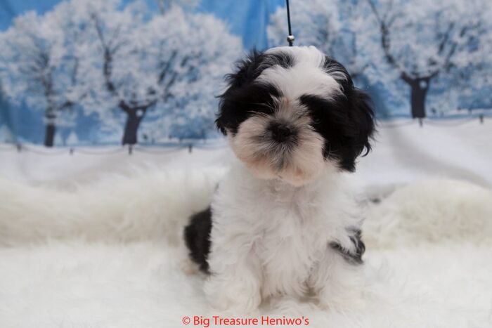 Floris, foto 13