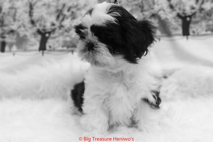 Floris, foto 12