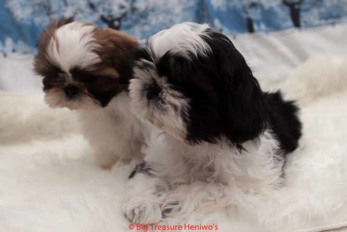 Zorro, foto 14
