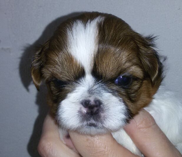 Daphne, foto 1