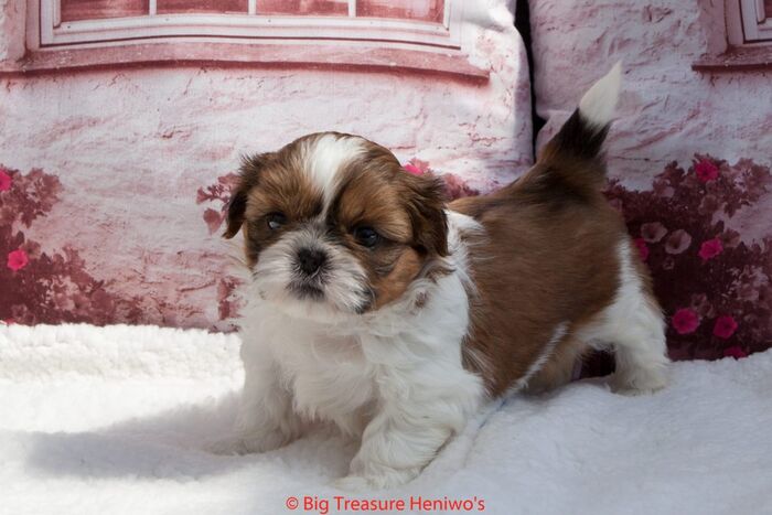 Daphne, foto 5