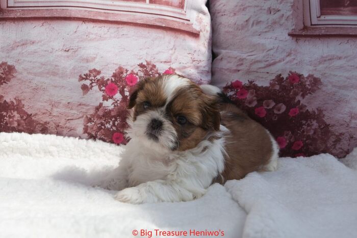 Daphne, foto 3