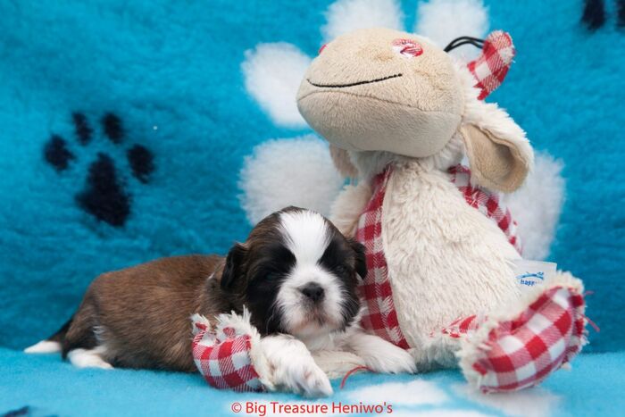 Prins, foto 4