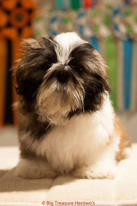 Prins, foto 16