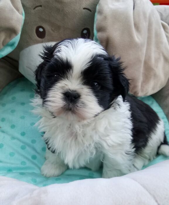 Frodo, foto 2