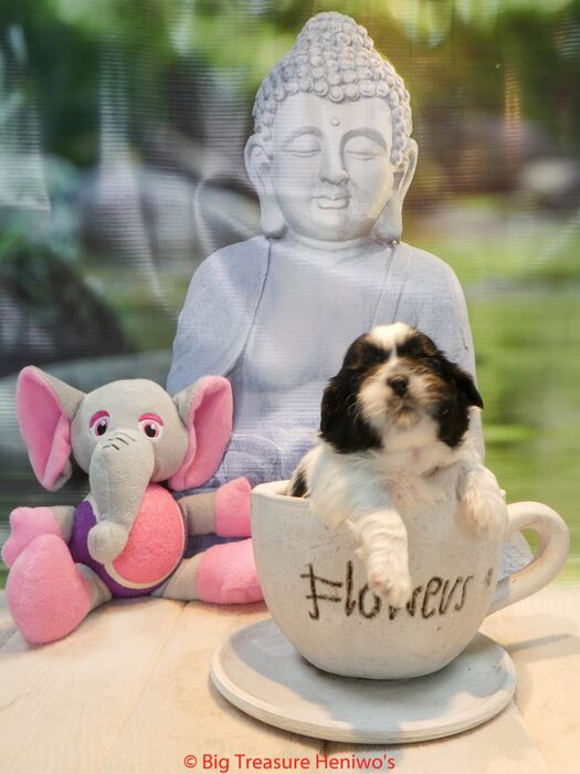 Frances, foto 6