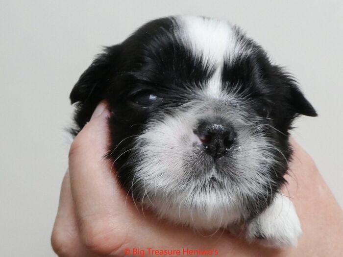 Frances, foto 3
