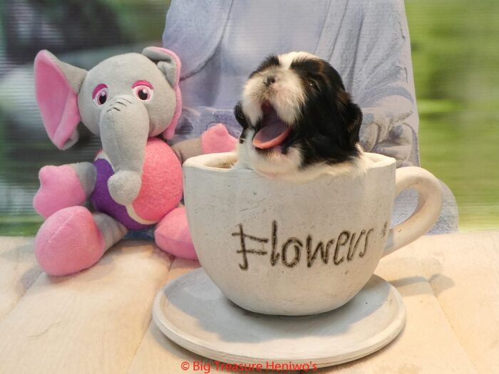 Fiona, foto 5