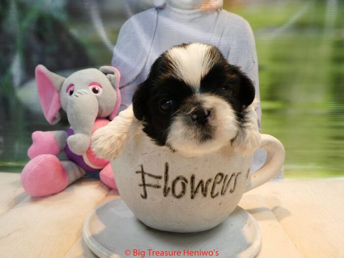 Fiona, foto 6