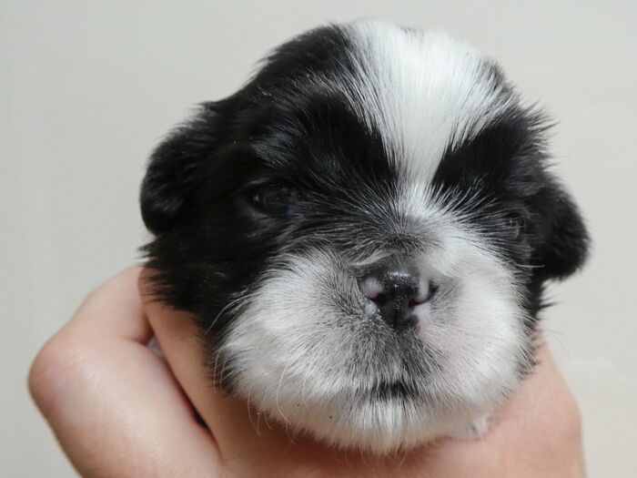 Fiona, foto 3